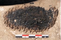 Foto (Detailansicht) von Araucaria sternbergii Goeppert (NHMW-GEO-2024-0188-8272)